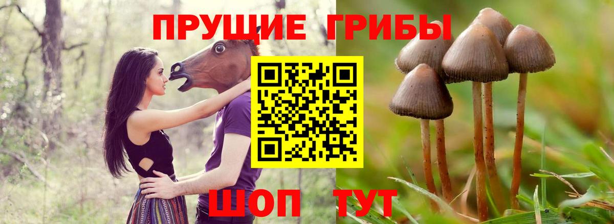 Галлюциногенные грибы Cubensis  Вход с VPN  Ярославль  Галлюциногенные грибы прущие грибы 
